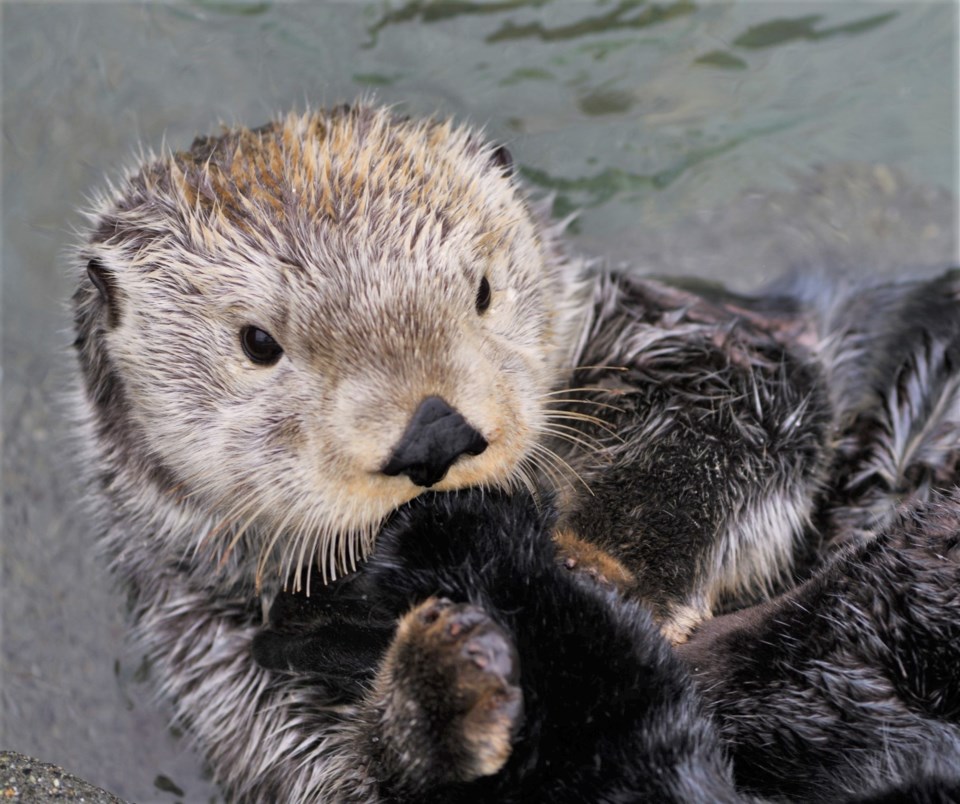 Watch: The Vancouver Aquarium otter cam is back! - Vancouver Is Awesome