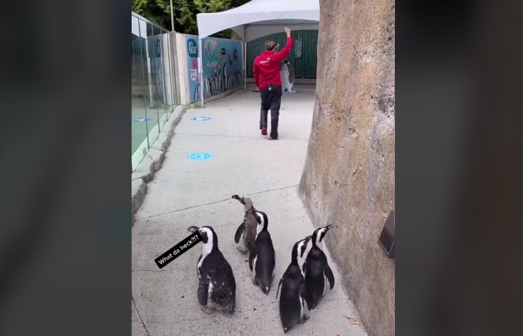 Vancouver Aquarium Penguins Take Part In Hilarious TikTok Trend (VIDEO ...