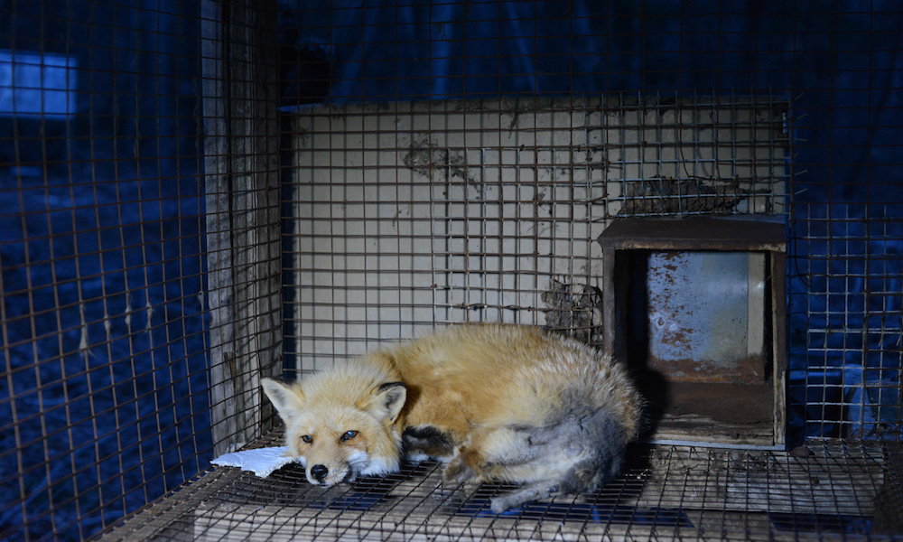 Foxes are farmed in Canada and killed by anal electrocution - Vancouver Is  Awesome