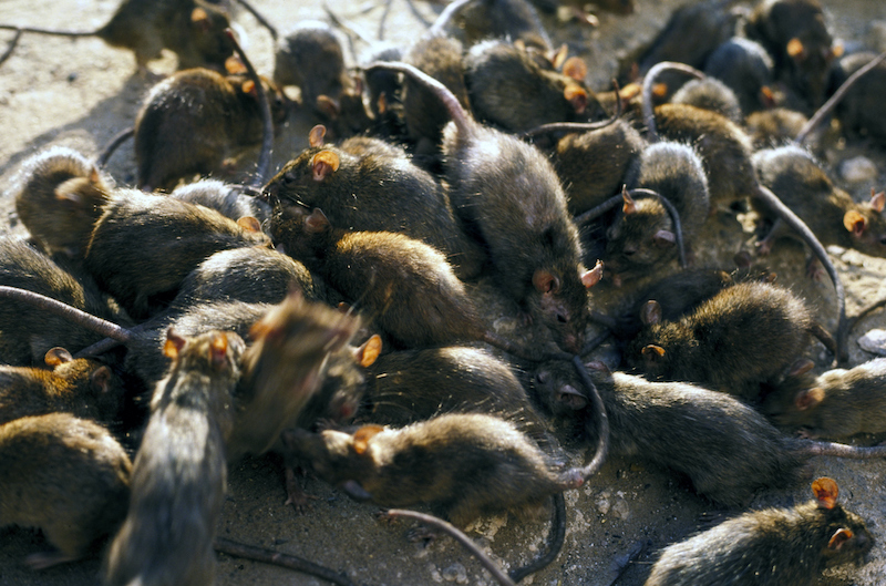 B.C. permanently bans use of rat poison