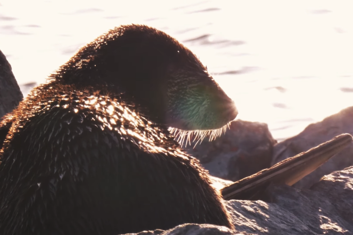 what-lives-in-the-ocean-near-vancouver-vancouver-is-awesome