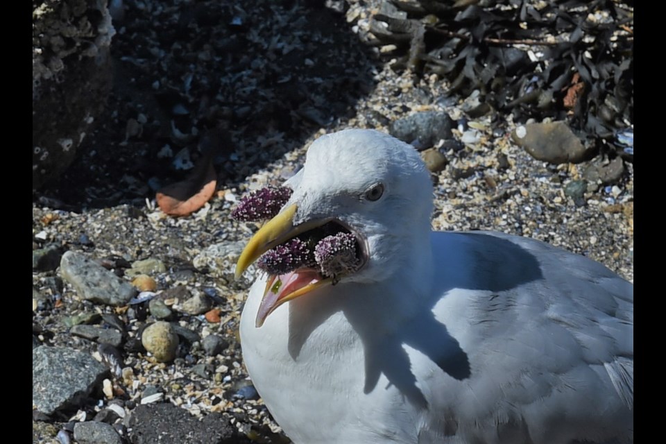 Seagulls are opportunistic eaters and will try to swallow a starfish whole if they think they can.