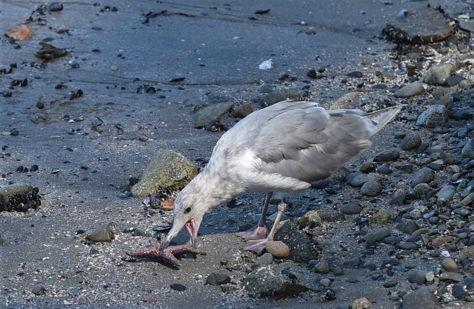 seagulls-and-starfish6