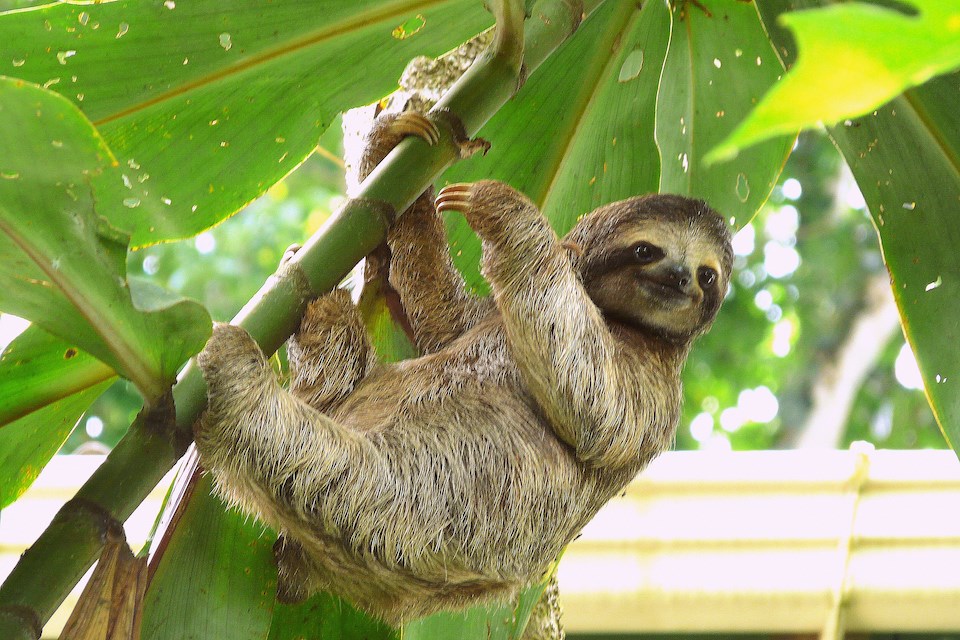 sloth-fever-virus-vancouver-travel-canada