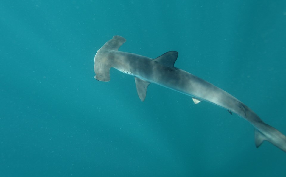 Smooth hammerhead sharks have been recorded off the coast of Vancouver Island when they stray outside of their range off the California coast.