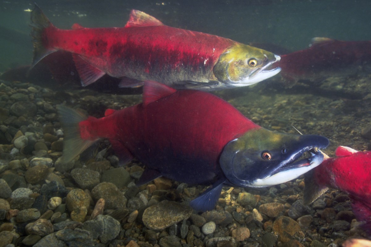 Hatcheries May Be Fueling Pink Salmon Dominance Over Sockeye - Business in  Vancouver