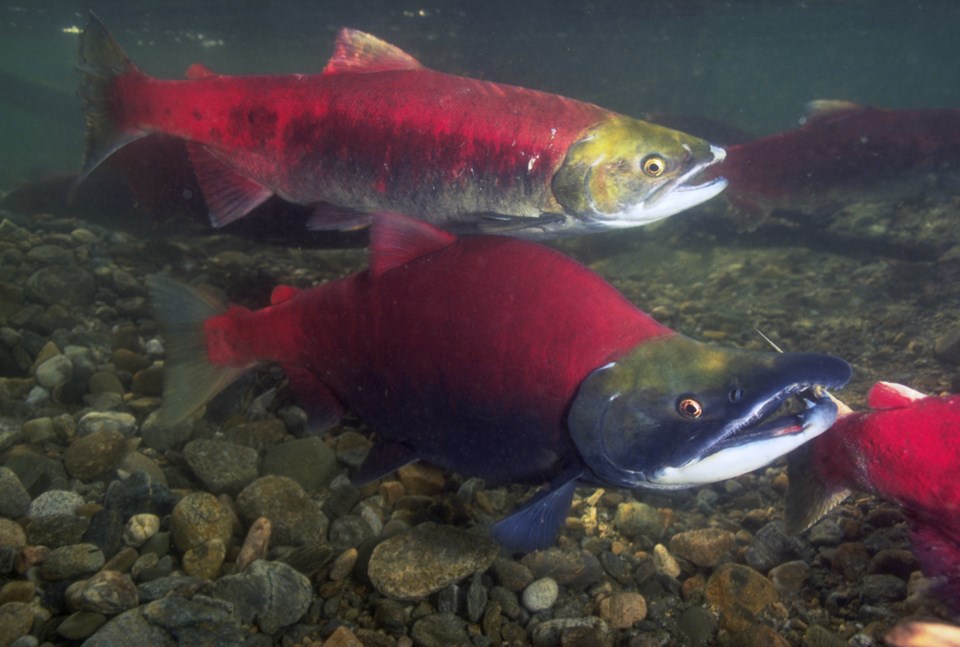 Hatcheries May Be Fueling Pink Salmon Dominance Over Sockeye