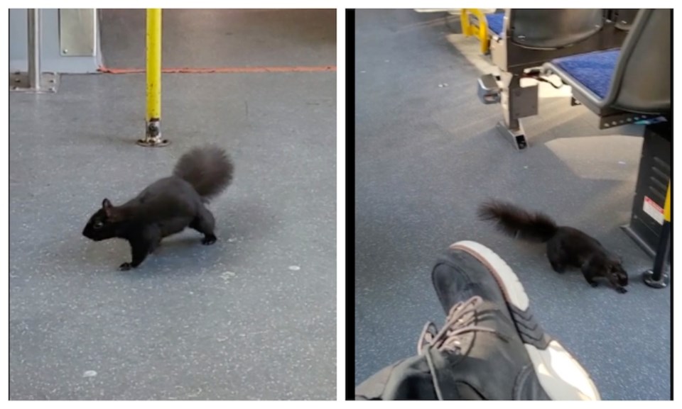 squirrel-vancouver-stanley-park-bus-translink-video