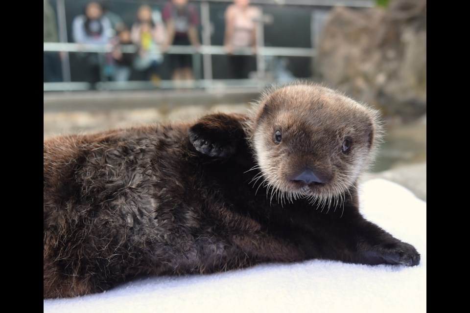 Tofino the otter pup has moved into one of the public tanks at the Vancouver Aquarium.