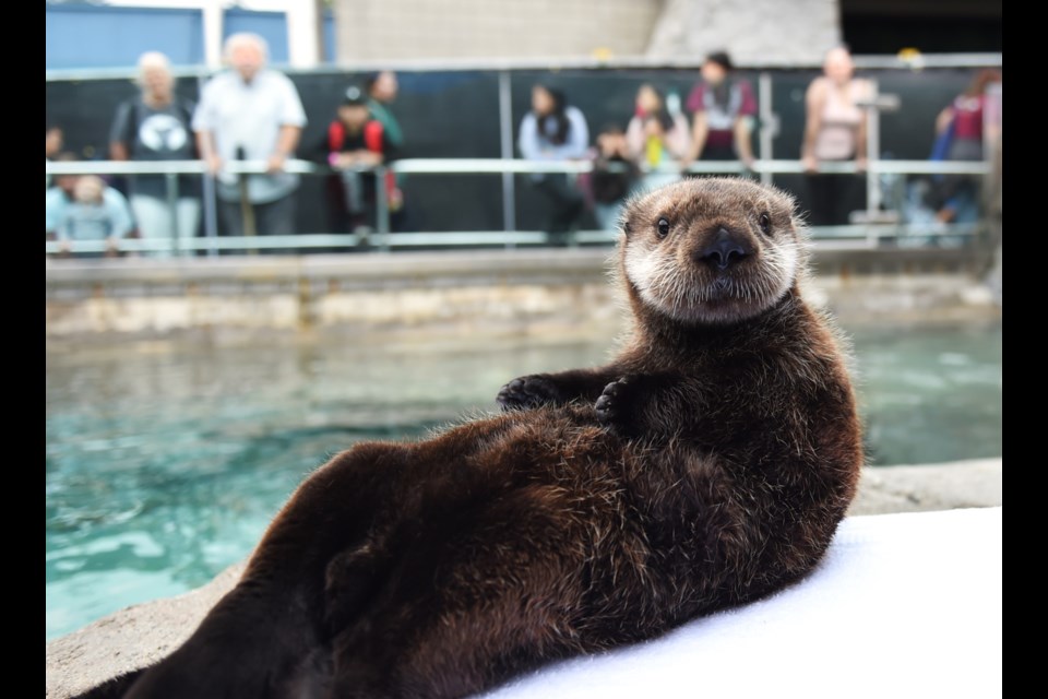 Tofino moved to the Vancouver Aquarium on Sunday, Aug. 18.