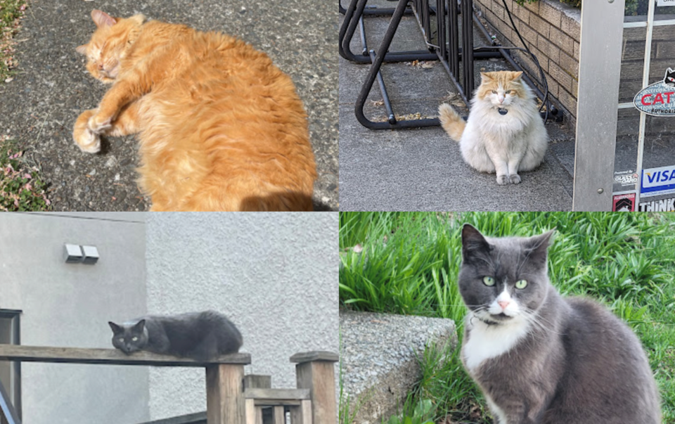 vancouver-cat-tourist-attraction