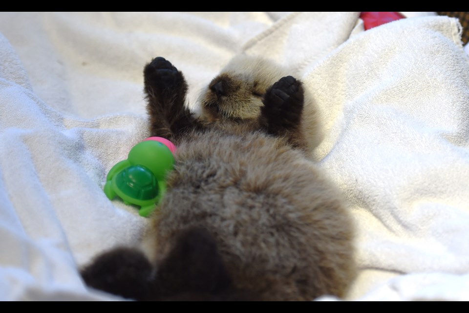 The baby sea otter is currently under 24/7 care at the 91ԭ Aquarium Marine Mammal Rescue Centre.