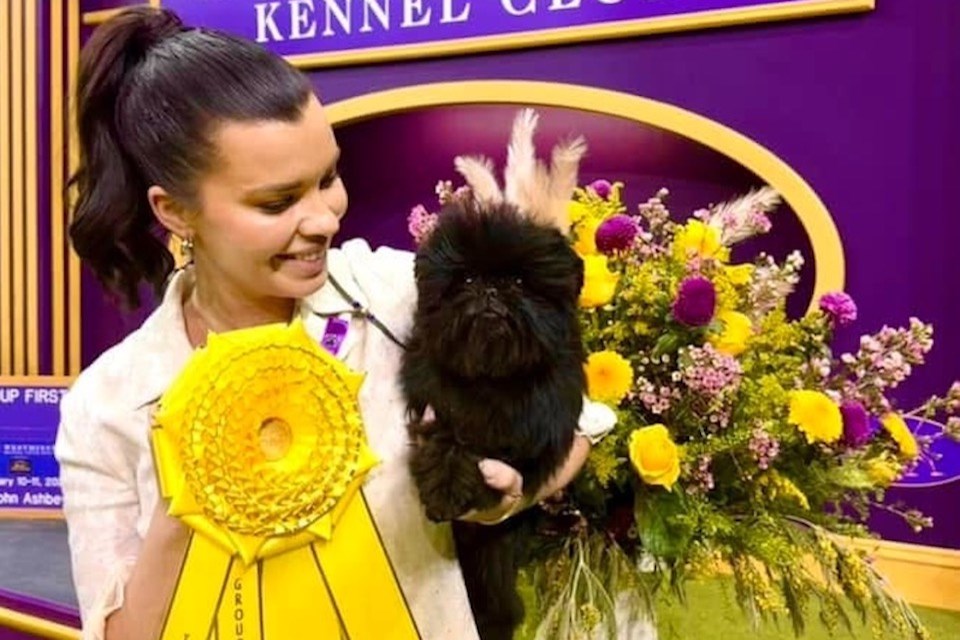 Kick Em Kenny V. Tani Kazari won best of breed and competed in the toy group, earning a third placement at the 2025 Westminster Dog Show.