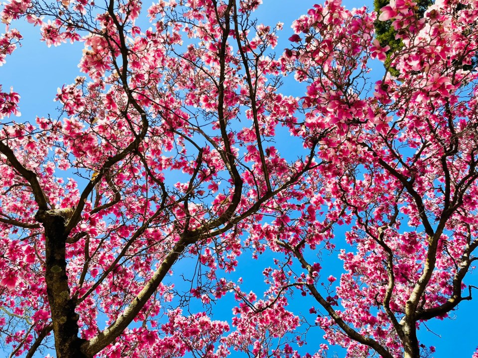 Cherry blossoms in Vancouver