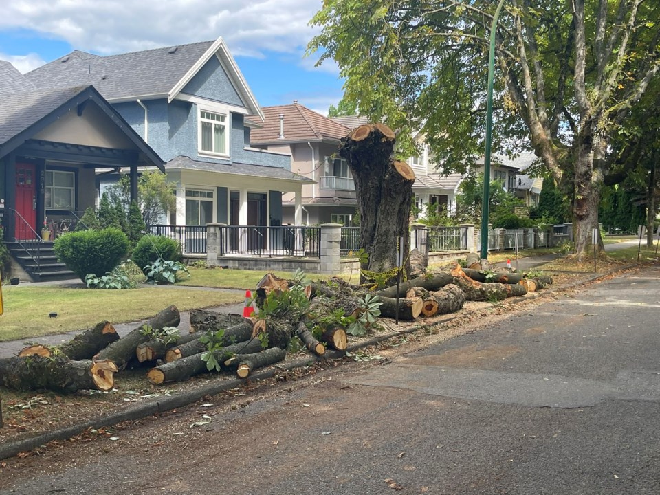 chestnut-tree-vancouver