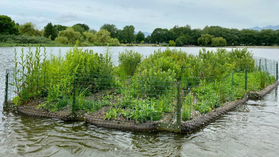 floating-wetland-trout-lake