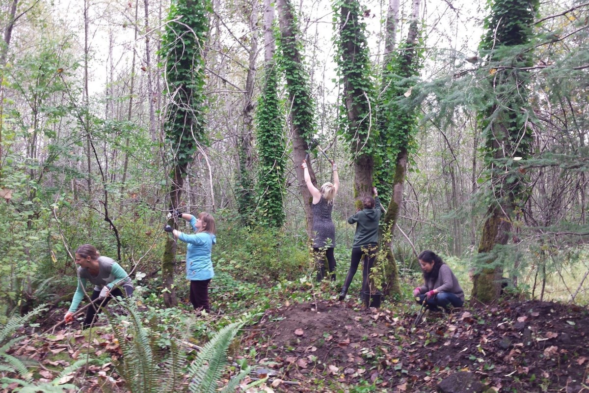 vancouver-fights-invasive-species-that-damage-its-ecosystems