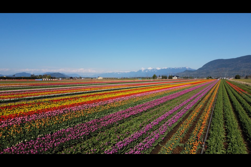 Abbotsford Tulip Festival Lakeland Flowers event in 2023 Vancouver