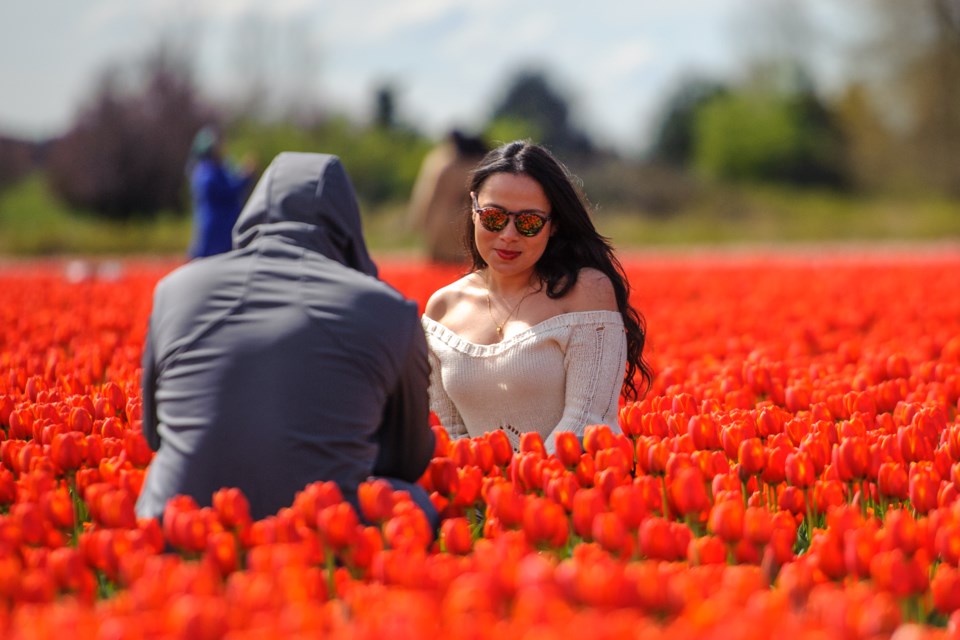 Photos Beautiful blooms blanket fields as Chilliwack Tulip Festival