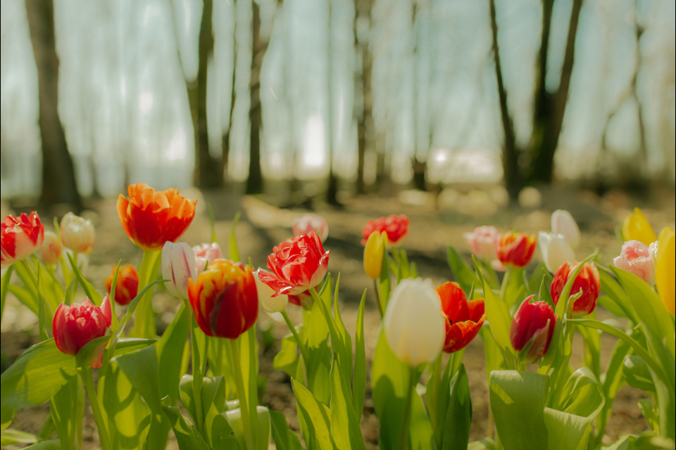 Maan Farms in Abbotsford, B.C. will debut its Tulip Forest this spring, running from April 5 to mid-May 2025, as part of its family-friendly Spring at the Farm programming.