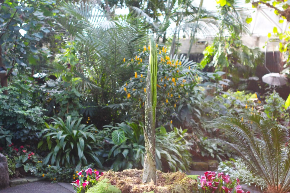 Uncle Fester's leaf will be on display at the Bloedel Conservatory this fall. So far it's grown quickly, but hasn't unfurled.