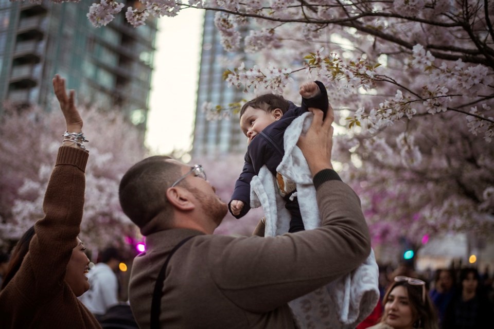 Thousands of Vancouver residents and visitors, including families take in the sights of Blossoms After Dark in David Lam Park for the Vancouver Cherry Blossom Festival.