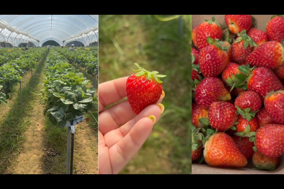 The strawberry u-pick at Maan Farms in Abbotsford, B.C. is done in standing rows, the first of its kind in Canada