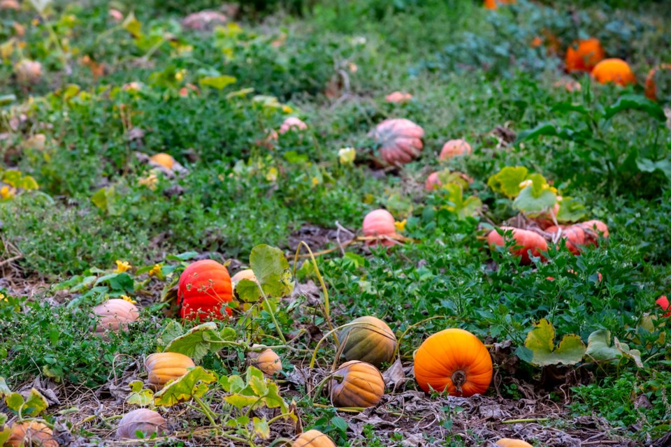 ubc-farm-fall-pumpkins