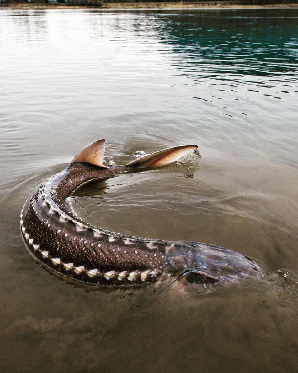 sturgeon