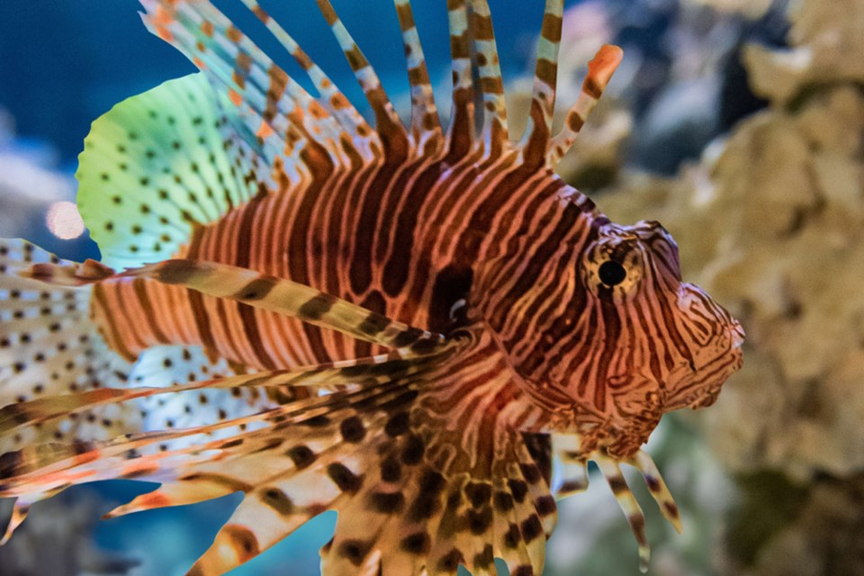 vancouver-aquarium-fin-tastic-fall-lion-fish