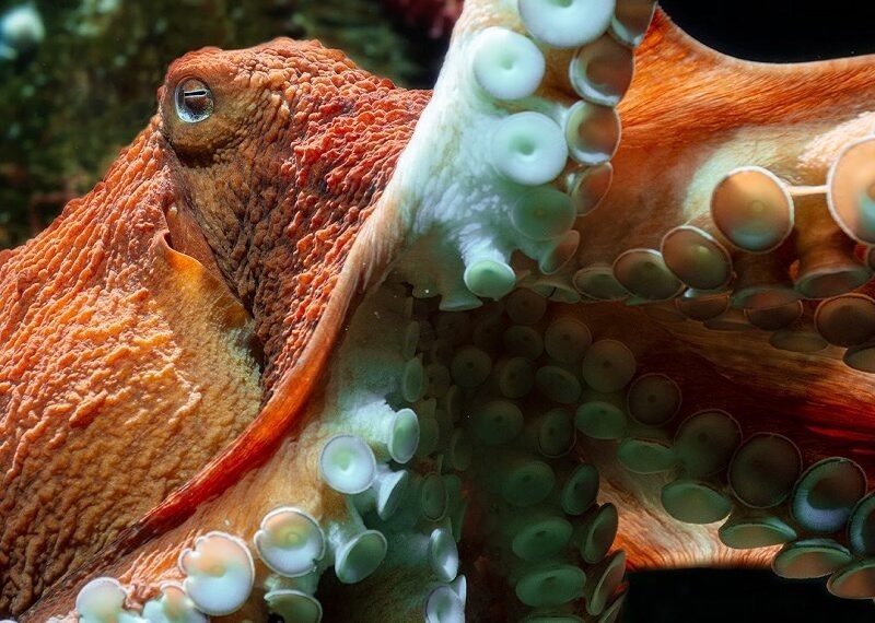 vancouver-aquarium-fin-tastic-fall-octopus