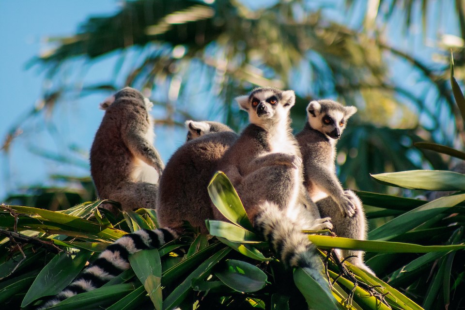 madagasgar-ring-tailed-lemurs-2025