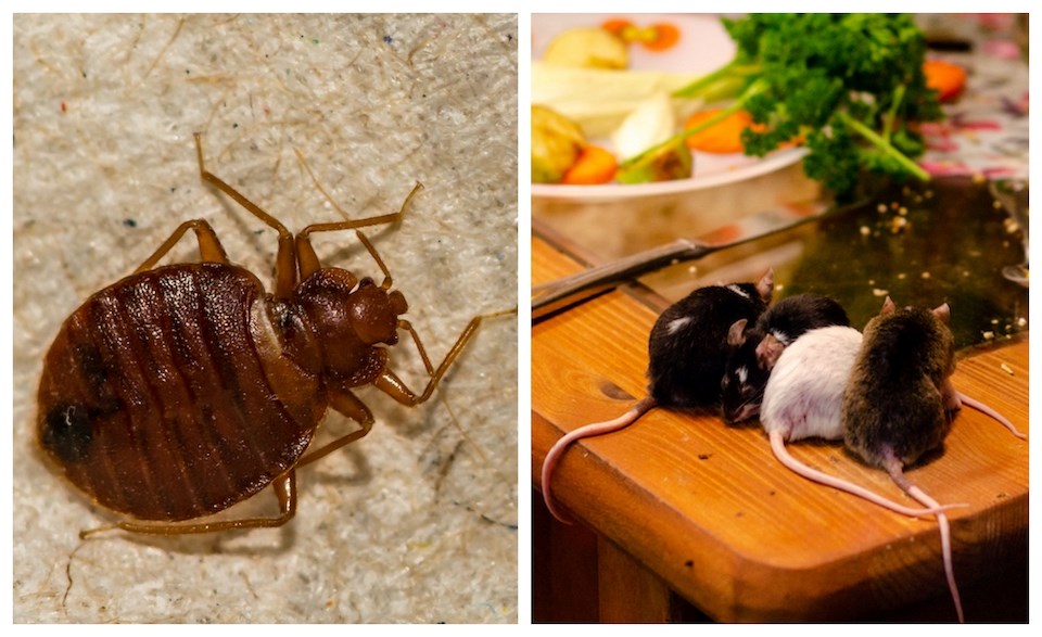 bed-bugs-mice-vancouver-rent-bc-housing-tenancy-2025