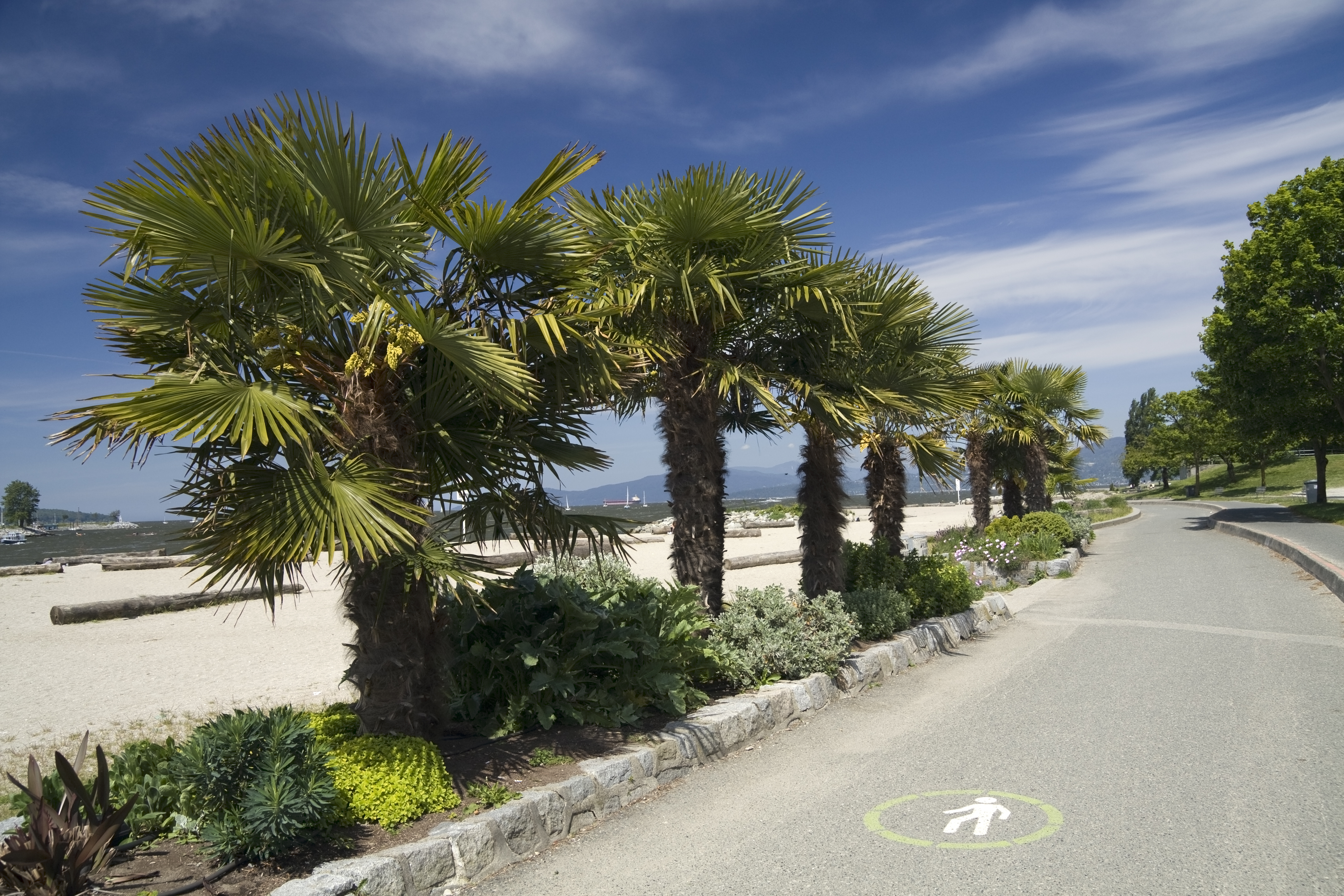 Why are there palm trees in Vancouver and whose idea was it? - Vancouver Is  Awesome