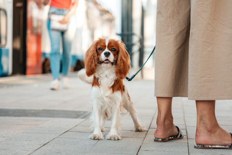 vancouver-dog-by-law-license-2025