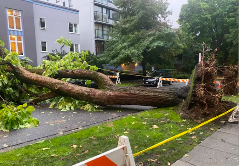 City of Vancouver crews attended to a couple of downed trees that were pummelled by powerful winds on September 29, 2021.