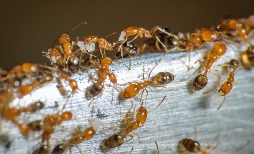 温哥华家中遭受入侵性蚂蚁侵扰：应对之策