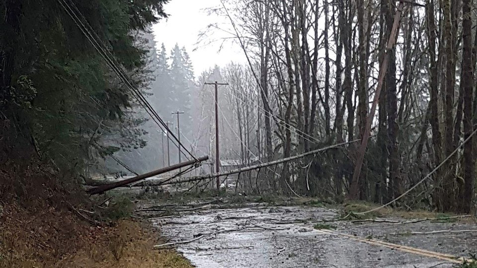 vancouver-weather-tree-knocked-down-windstorm-november-2024