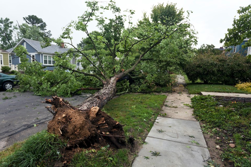 vancouver-weather-windstorm-fells-tree-decemeber-2024