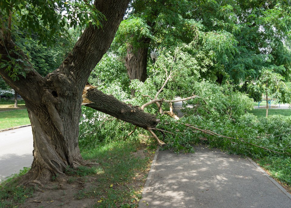 windstorm-christmas-day-tree-down