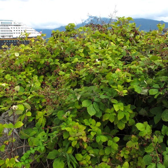 picking blackberries