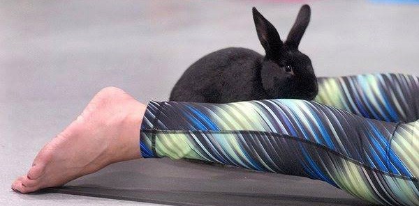 Bunny yoga is now a thing in Vancouver - Vancouver Is Awesome