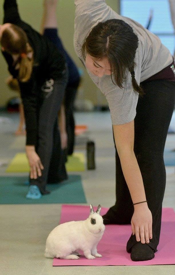 Bunny Yoga at LFS UBC Lifts Spirits on Blue Monday - Rabbitats
