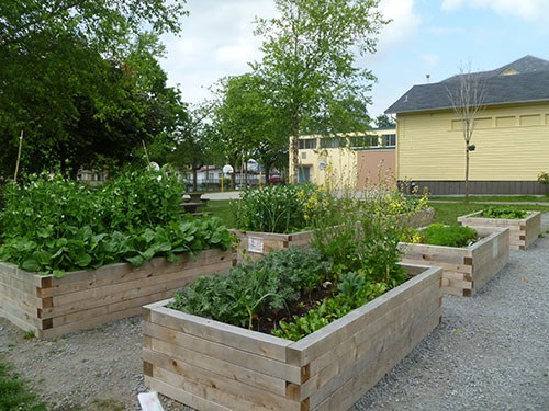  John Norquay Elementary School's SPEC-sponsored food garden.