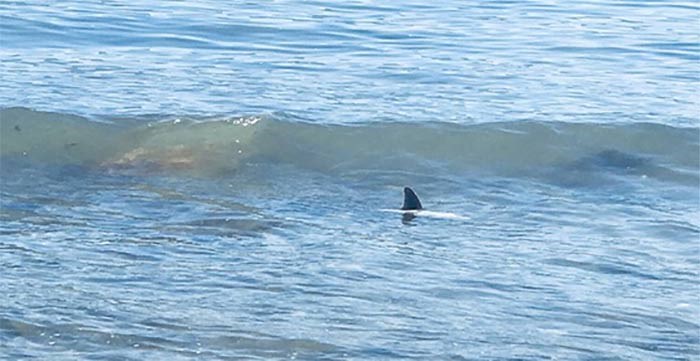 An actual shark was spotted swimming in shallow water near Kits Beach ...