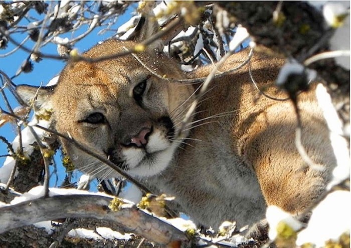  Cougar. Glacier Media file photo