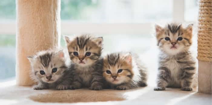  Kittens/Shutterstock