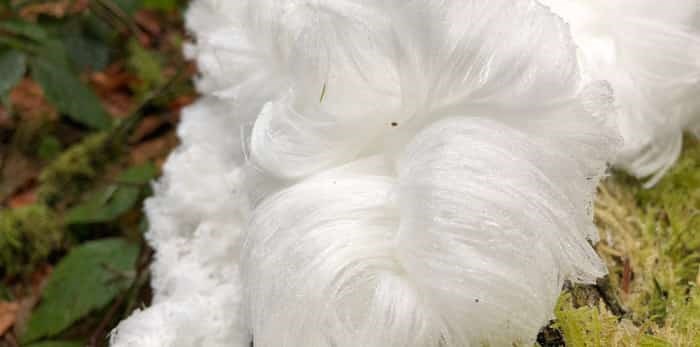  Mysterious Hair ice / Shutterstock