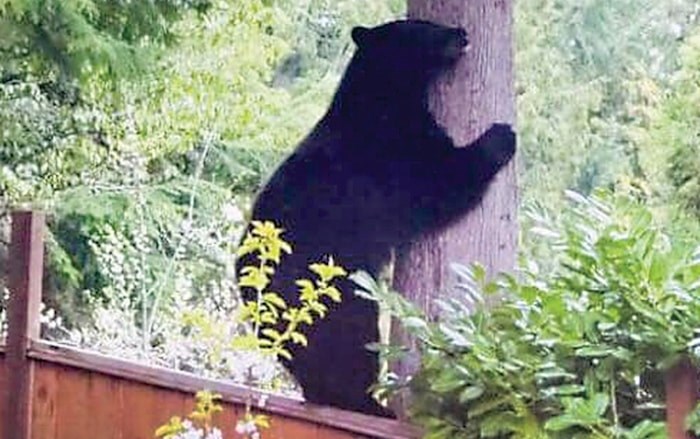 First Bear Of 2019 Killed In North Vancouver Vancouver Is Awesome 2793