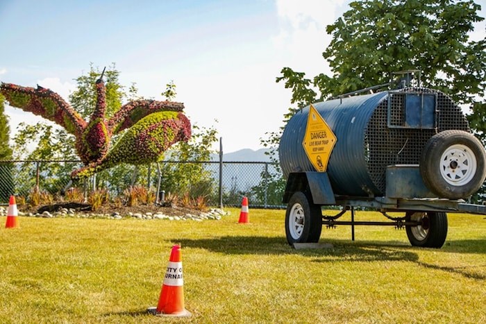  This trap was set up by the B.C. Conservation Officer Service in an effort to catch a bear that showed aggressive behaviour toward picnickers on Burnaby Mountain near Horizons restaurant. Photo by Dustin Godfrey/Burnaby NOW